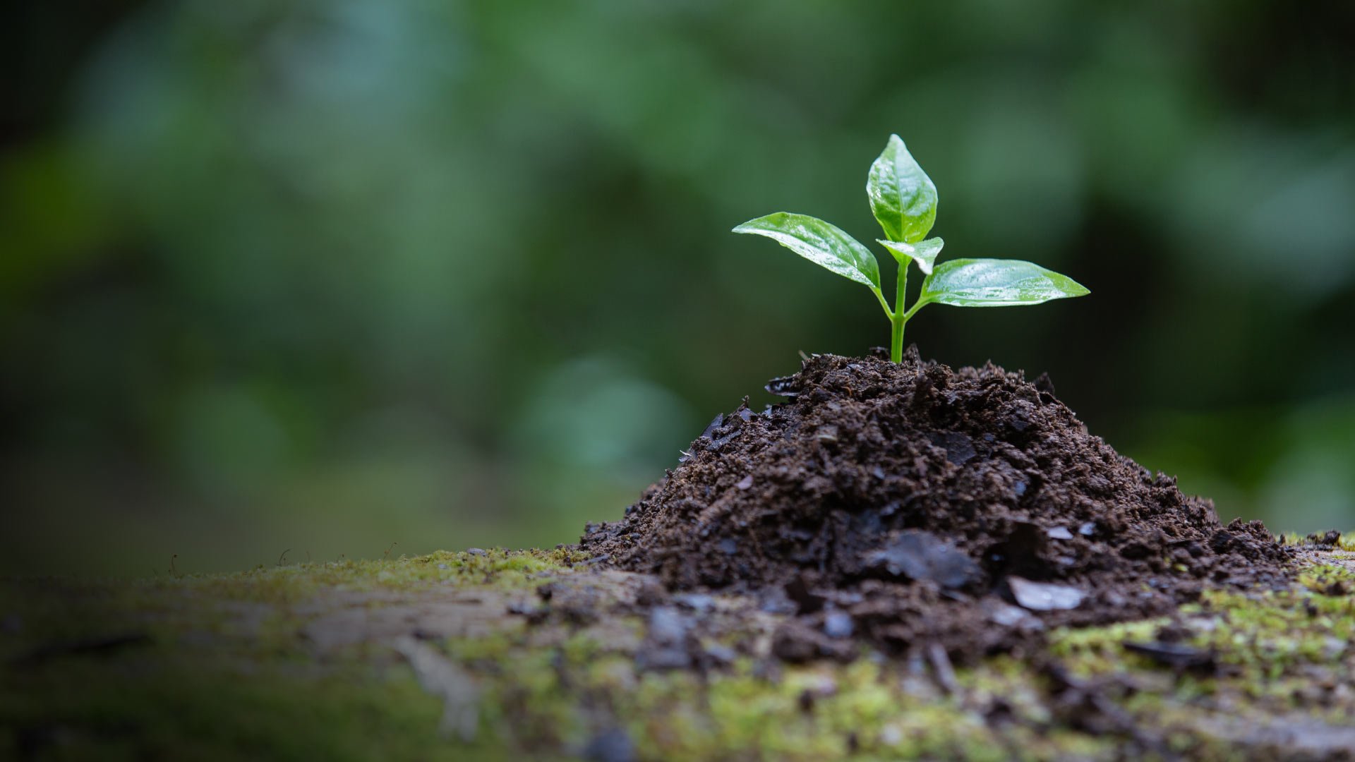 Joyco con muy buen desempeño ambiental empresarial: Secretaría Distrital de Ambiente de Bogotá