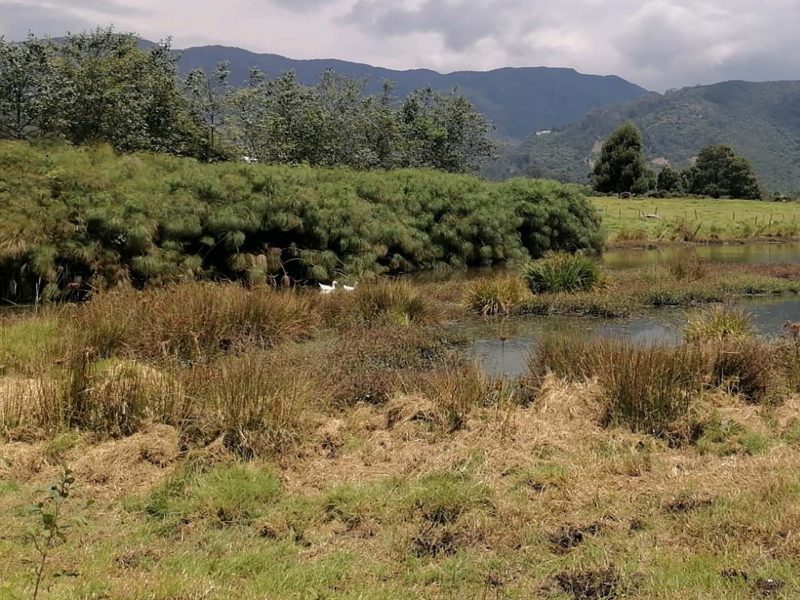 Estudio de Impacto Ambiental Avenida Boyacá (Lagos de Torca), Joyco
